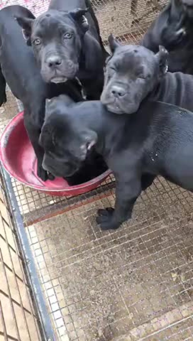 纯种卡斯罗杜宾杜高幼犬疫苗齐全视频挑选