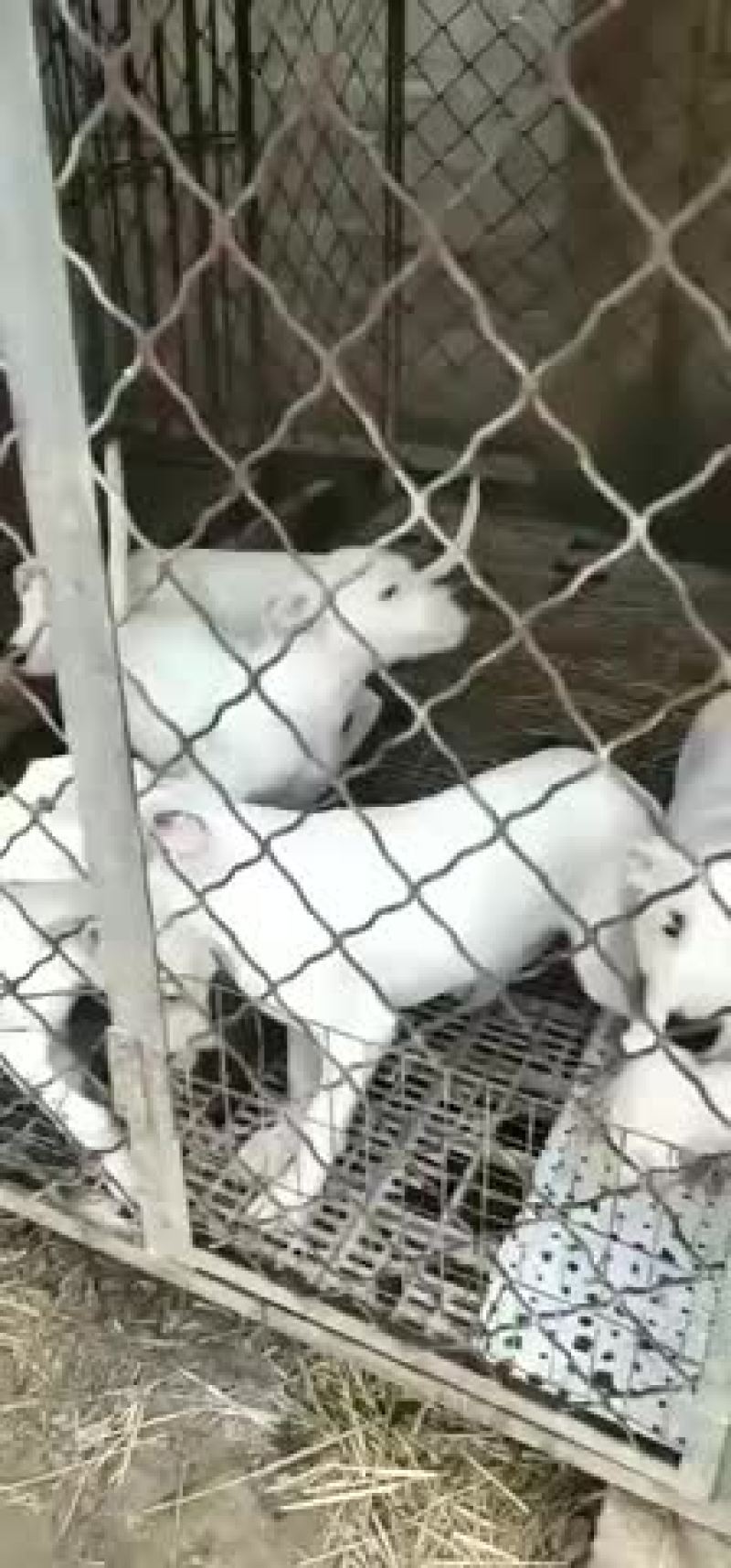 纯种卡斯罗杜宾杜高幼犬疫苗齐全视频挑选
