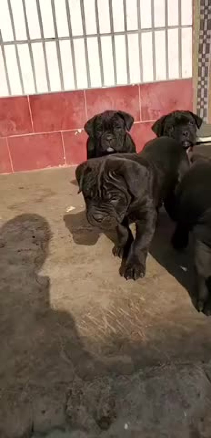 纯种卡斯罗杜宾杜高幼犬疫苗齐全视频挑选
