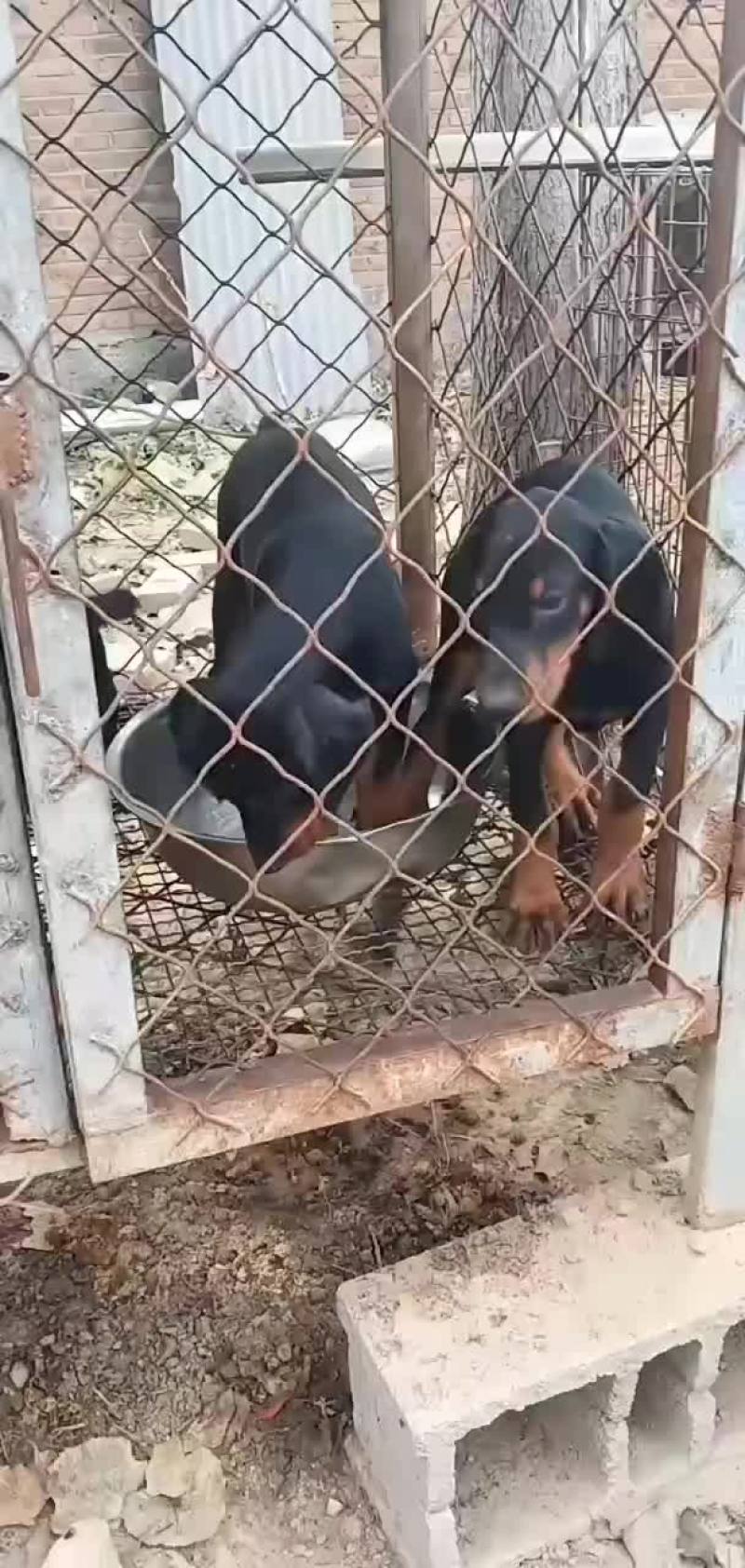 纯种卡斯罗杜宾杜高幼犬疫苗齐全视频挑选