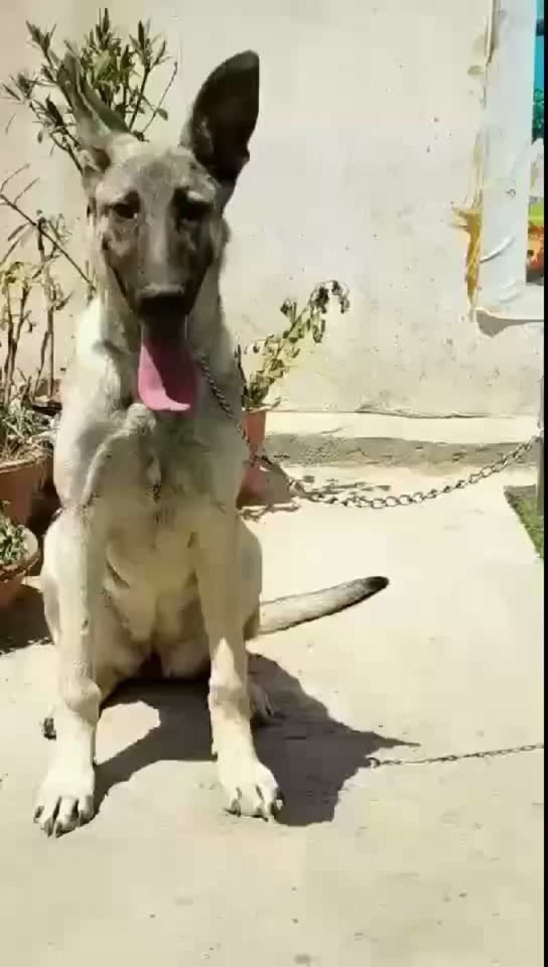 纯种狼青犬大骨架幼犬视频挑选全国发货