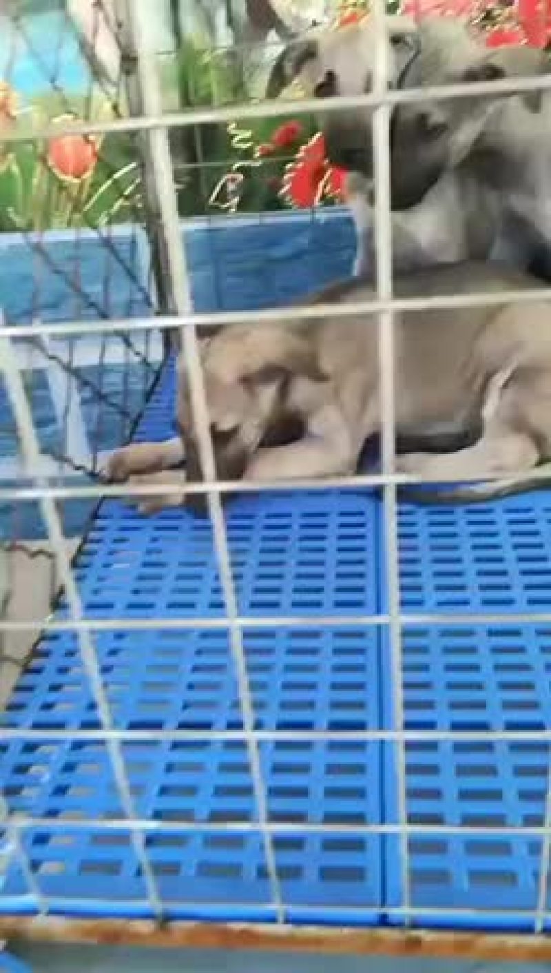 纯种狼青犬大骨架幼犬视频挑选全国发货