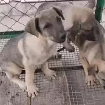 纯种狼青犬大骨架幼犬视频挑选全国发货