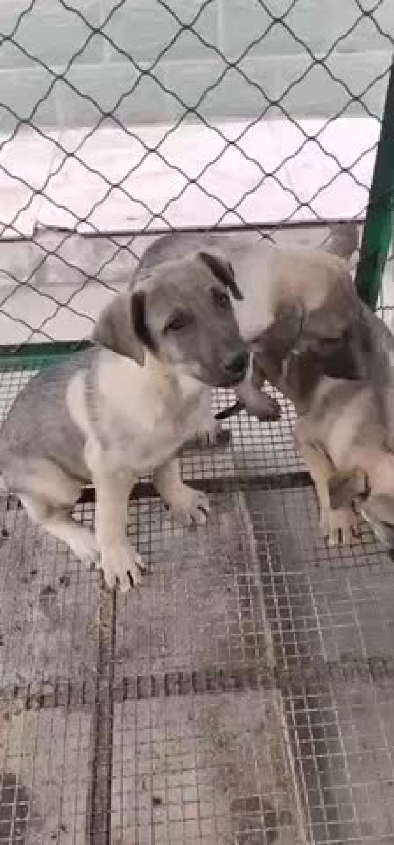 纯种狼青犬大骨架幼犬视频挑选全国发货