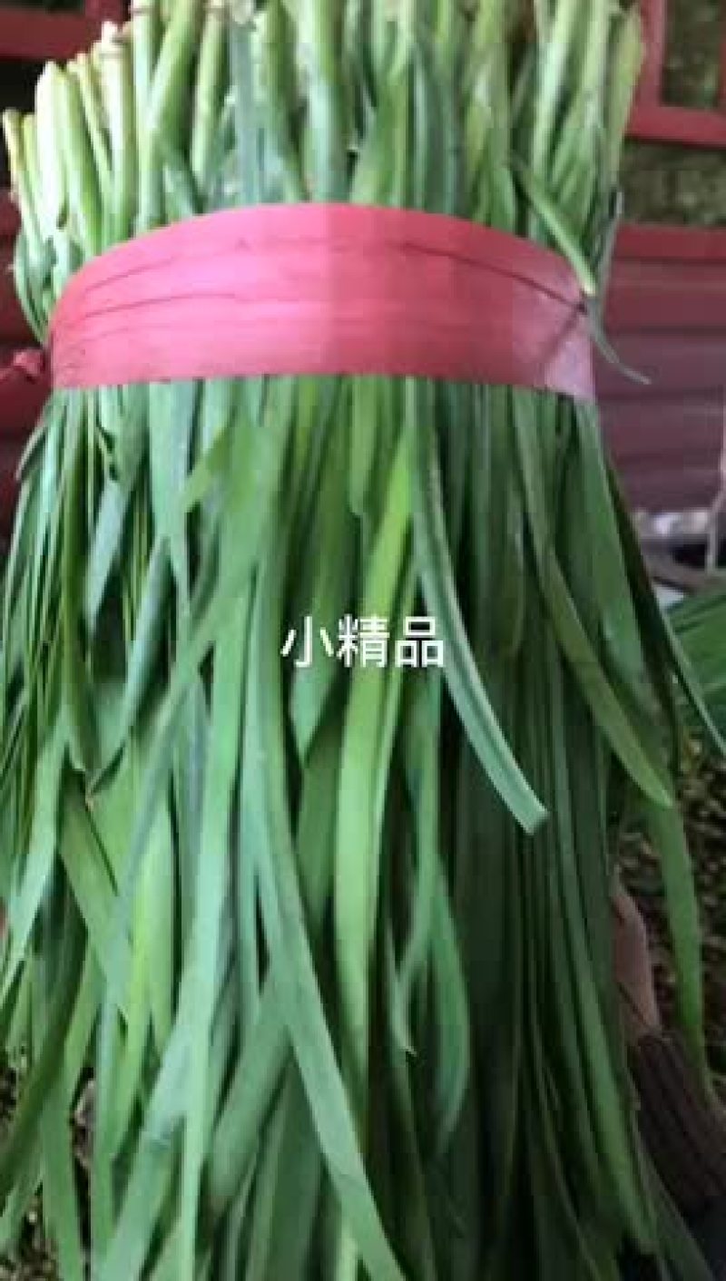 本人常年供应精品韭菜，