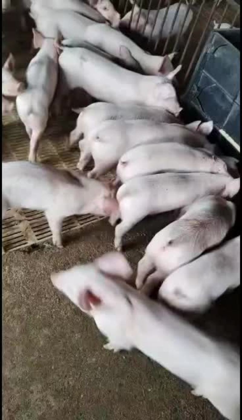 断奶三元仔猪，量大，每个月每天都有