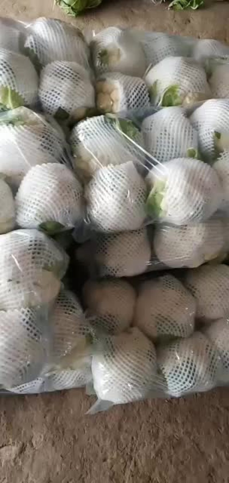 精品花菜欢迎选购大小合适
