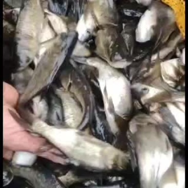 大头鱼苗1斤7-10条。现货场地大量批发