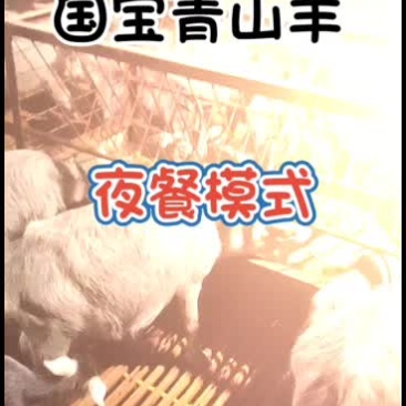 嘉祥县洪昆青山羊繁殖基地