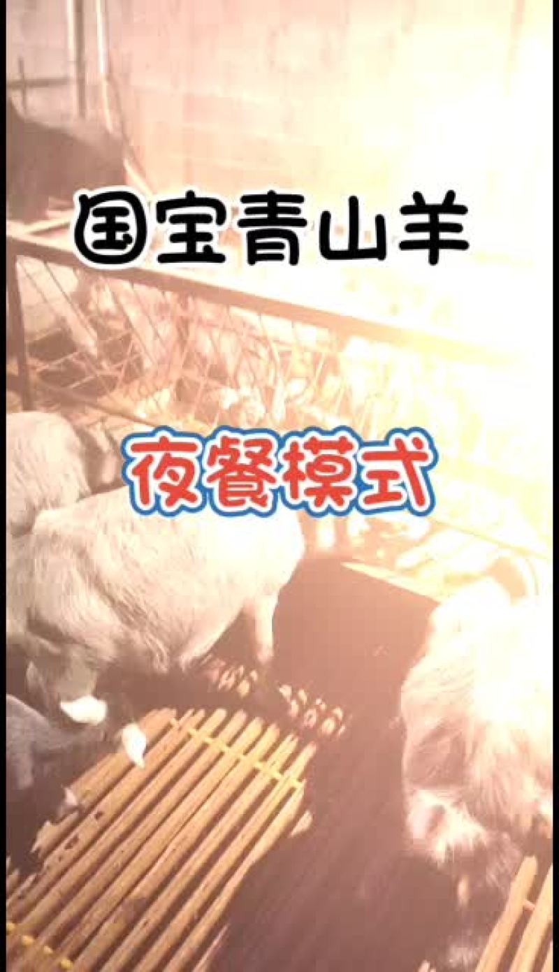 嘉祥县洪昆青山羊繁殖基地