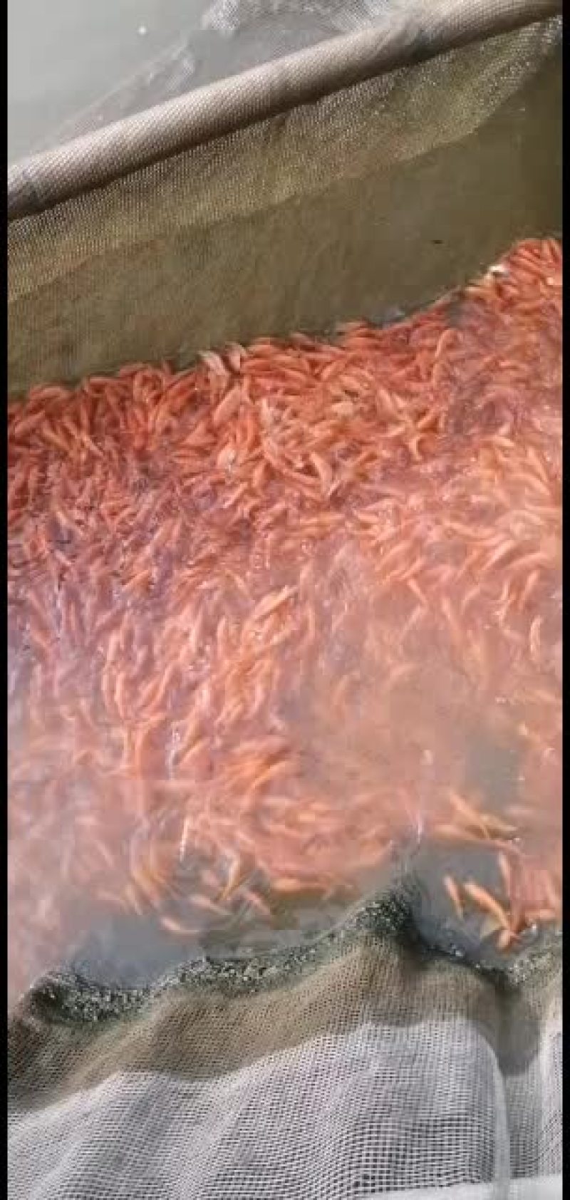红鲤鱼苗，锦鲤鱼苗，大量批发水产地直销