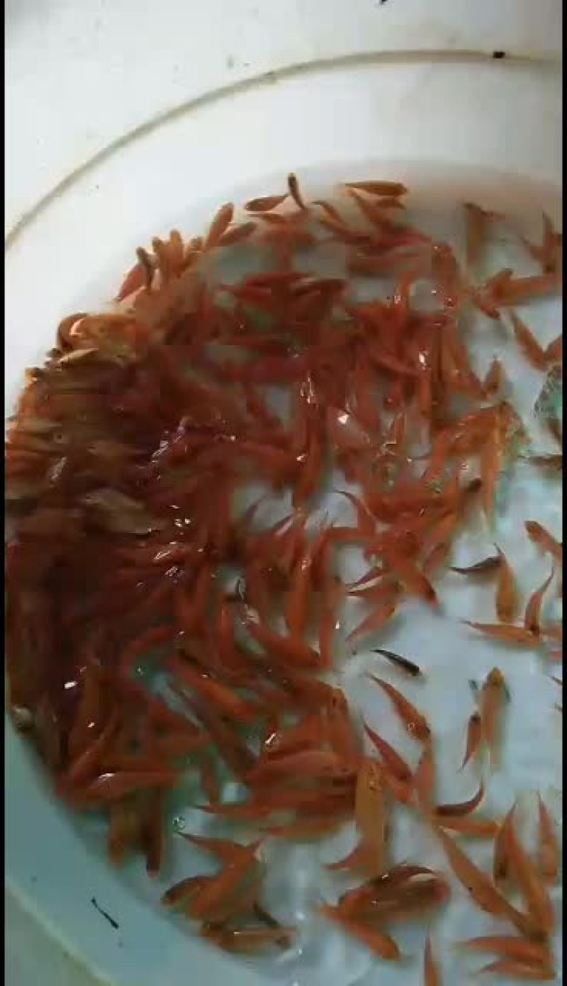 红鲤鱼苗，锦鲤鱼苗，大量批发水产地直销