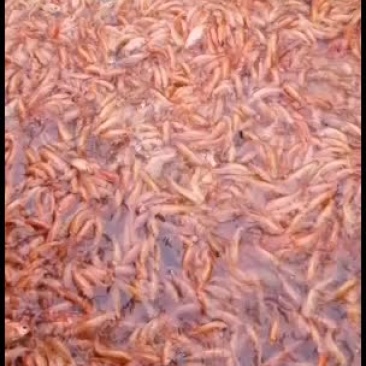 红鲤鱼苗，锦鲤鱼苗，大量批发水产地直销