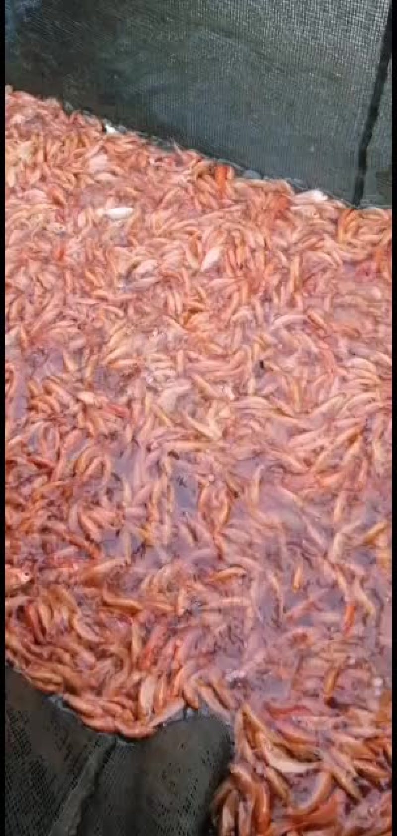 红鲤鱼苗，锦鲤鱼苗，大量批发水产地直销