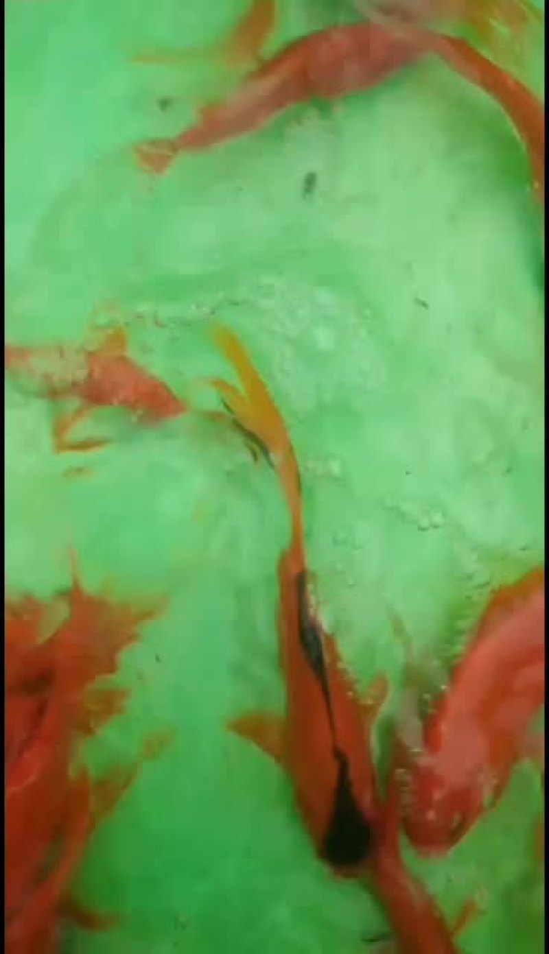红鲤鱼苗，锦鲤鱼苗，大量批发水产地直销
