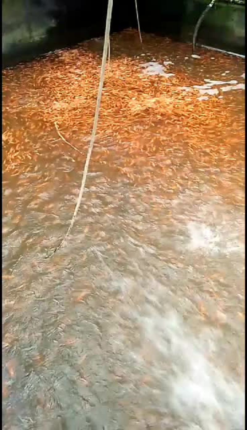 红鲤鱼苗，锦鲤鱼苗，大量批发水产地直销