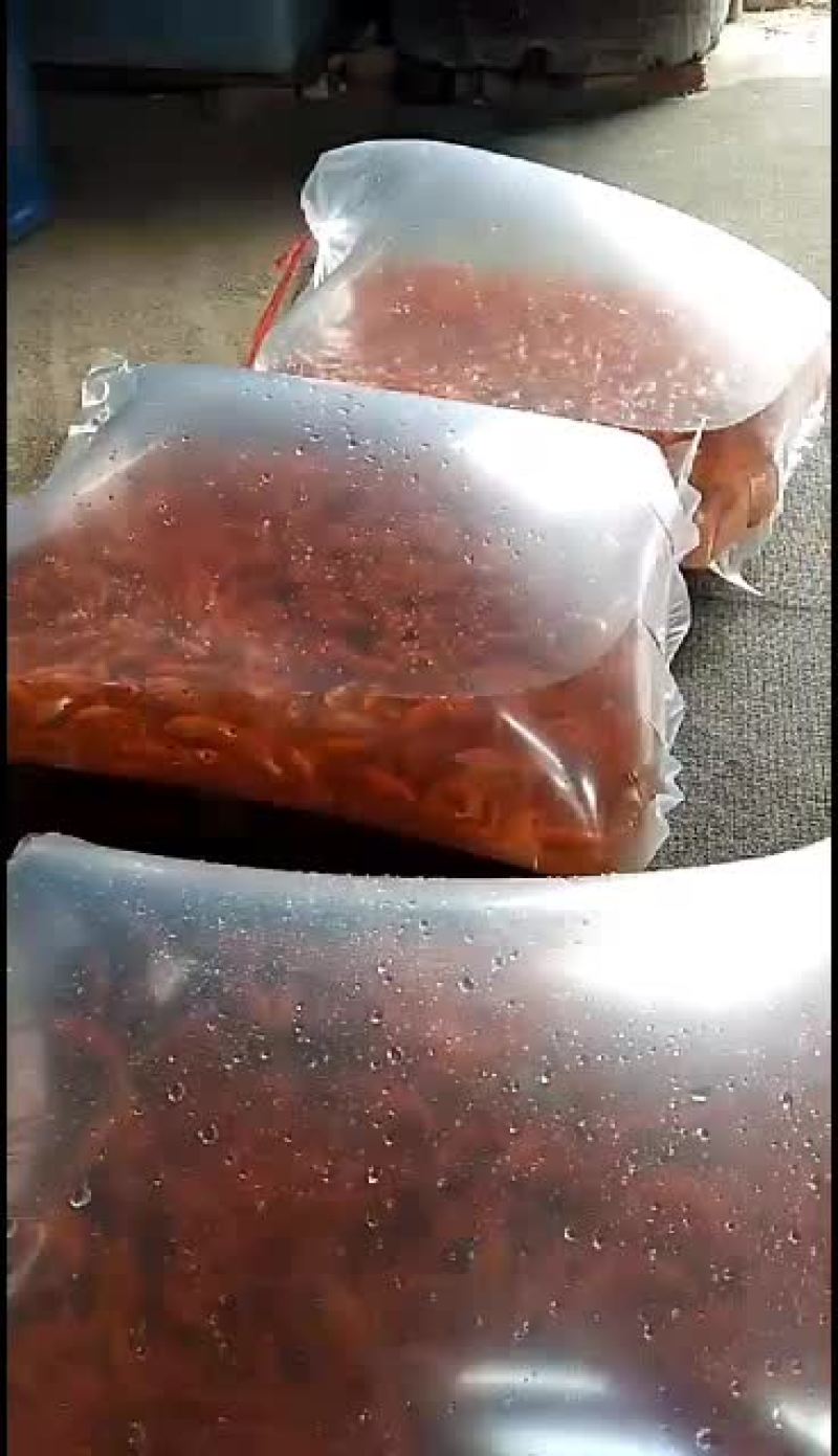 红鲤鱼苗，锦鲤鱼苗，大量批发水产地直销