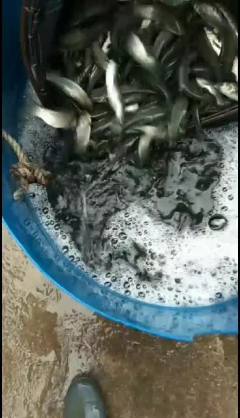 草鱼苗，大量现货批发！欢迎订购
