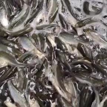草鱼苗，大量现货批发！欢迎订购