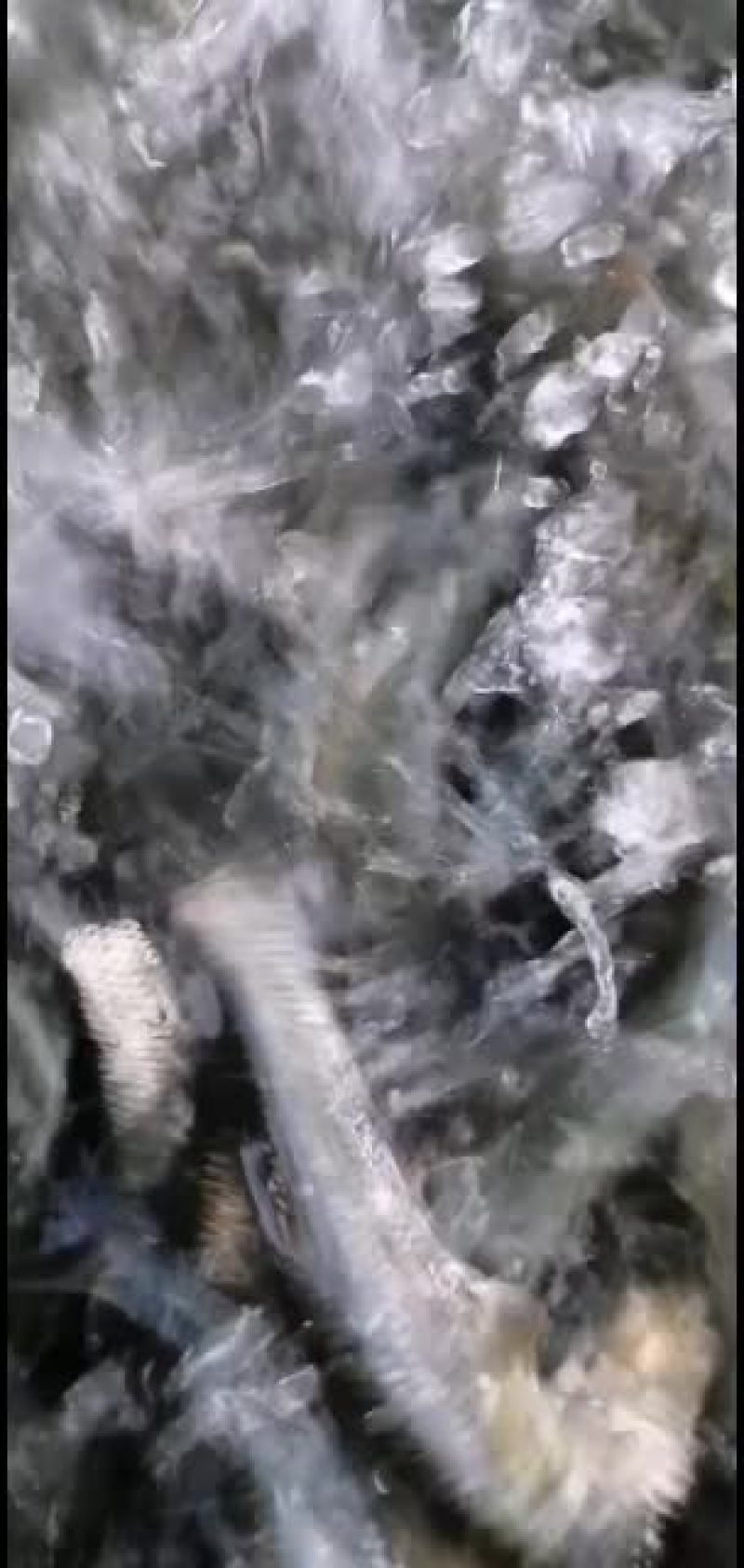 黑鲩鱼苗，大量批发。品种优良欢迎全国客户前来订购
