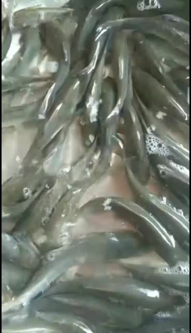 黑鲩鱼苗，大量批发。品种优良欢迎全国客户前来订购
