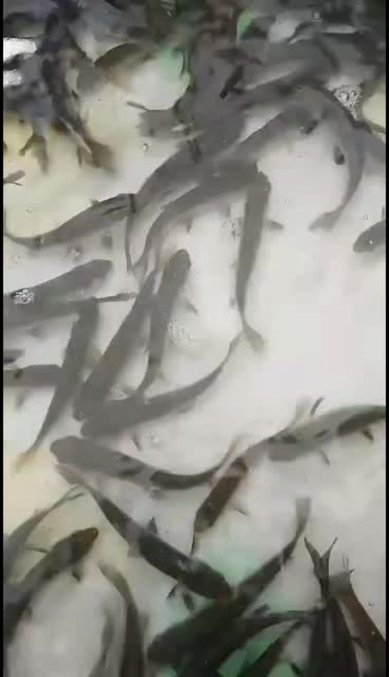 黑鲩鱼苗，大量批发。品种优良欢迎全国客户前来订购