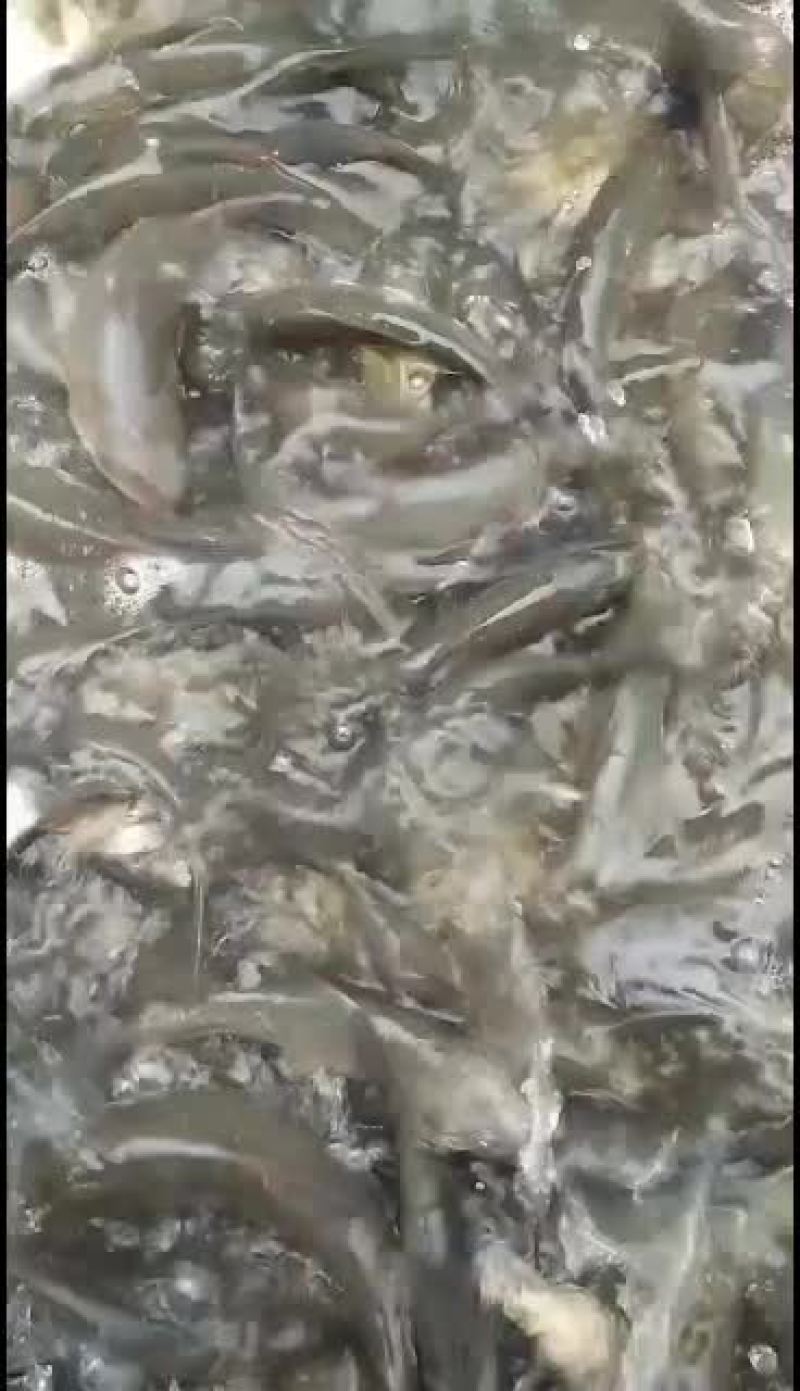 黑鲩鱼苗，大量批发。品种优良欢迎全国客户前来订购