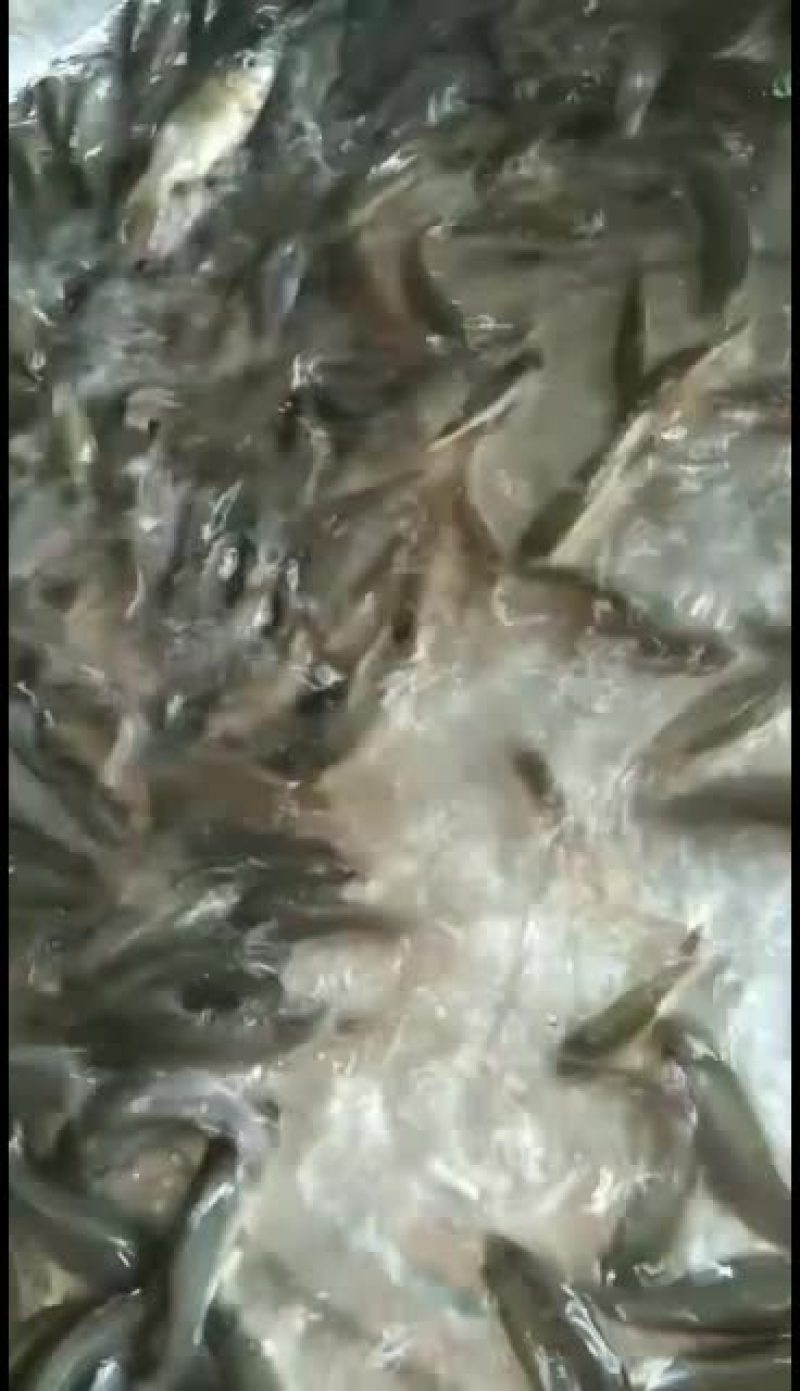 荷花鱼！各品种！！！！！