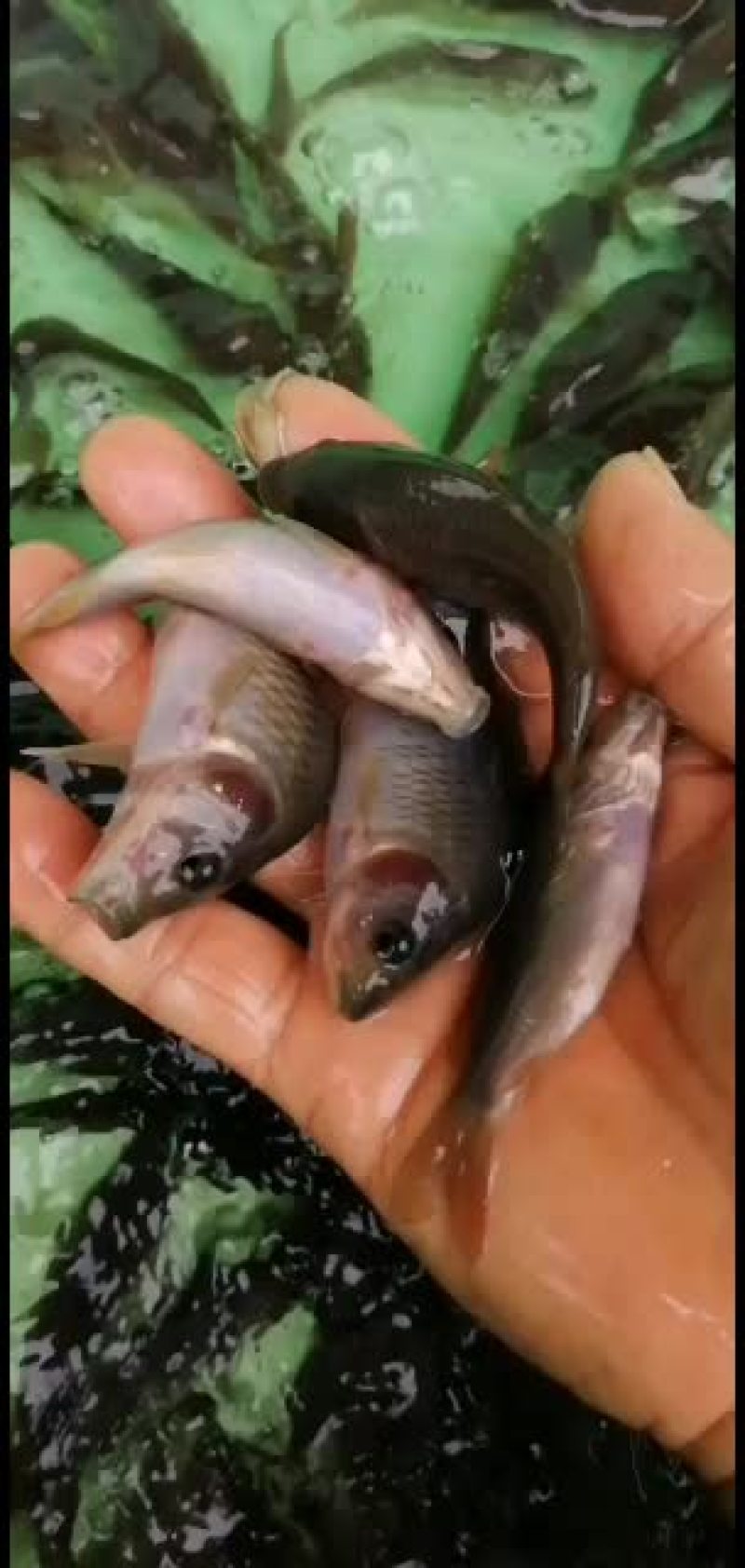 荷花鱼！各品种！！！！！
