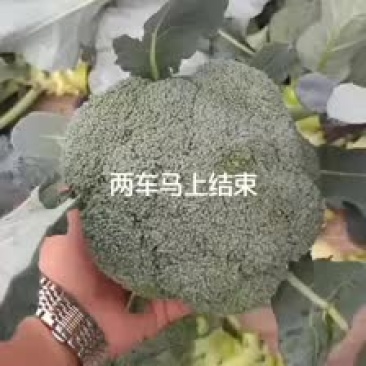 精品西兰花已经陆续上市