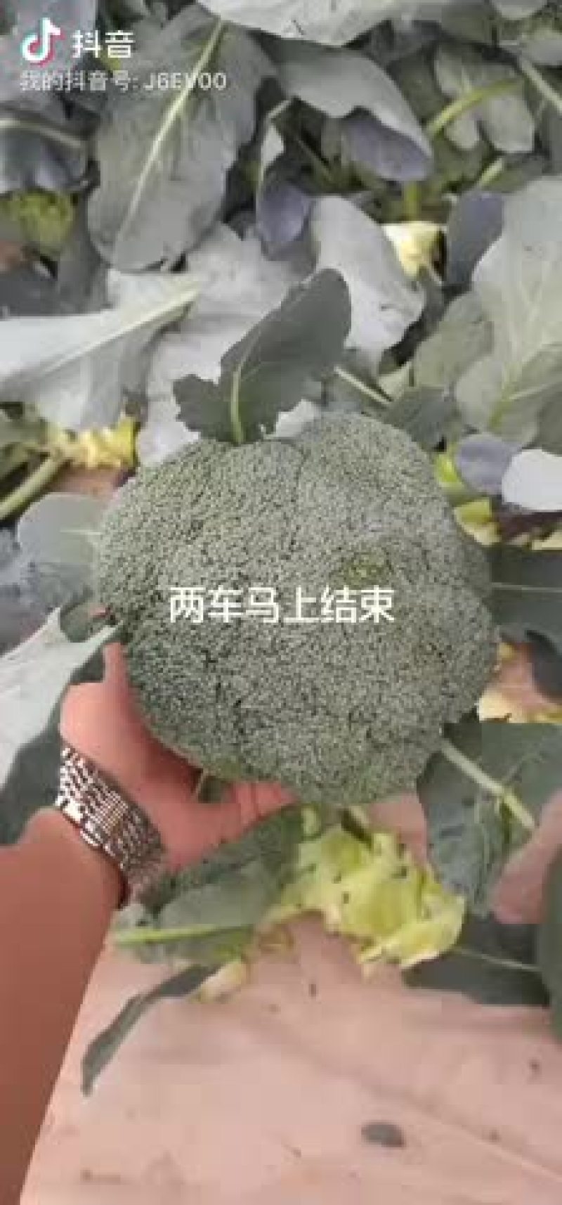 精品西兰花已经陆续上市