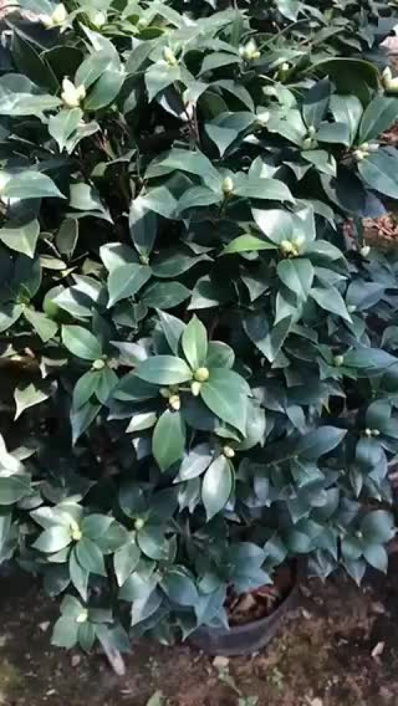 茶花苗五色赤丹精品苗