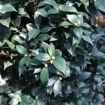 茶花苗五色赤丹精品苗