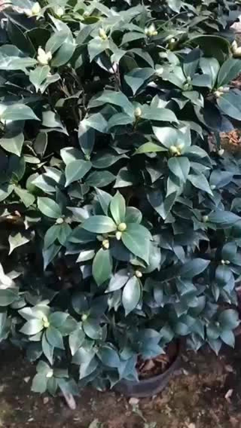 茶花苗五色赤丹精品苗