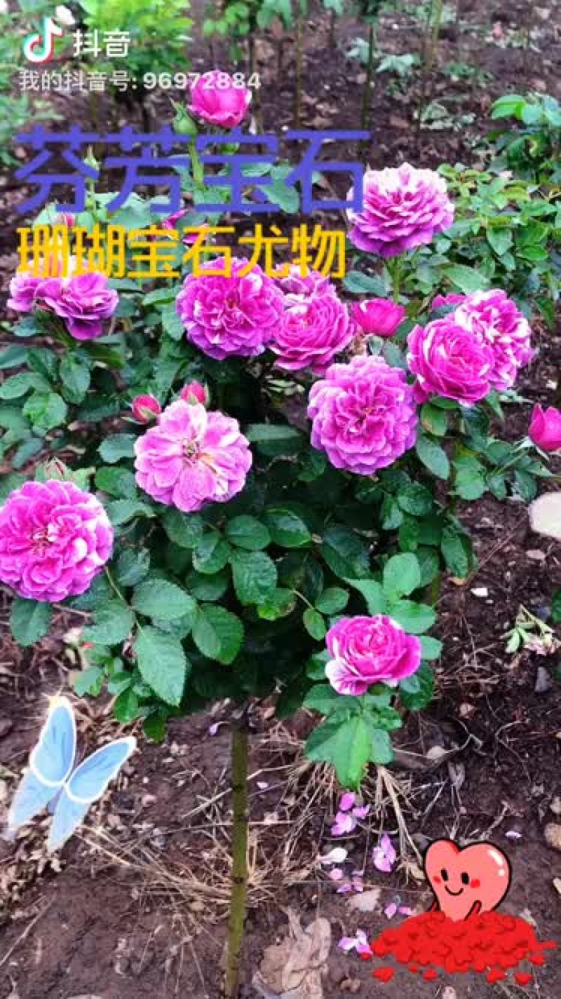 欧月棒棒糖，(小月季树)
