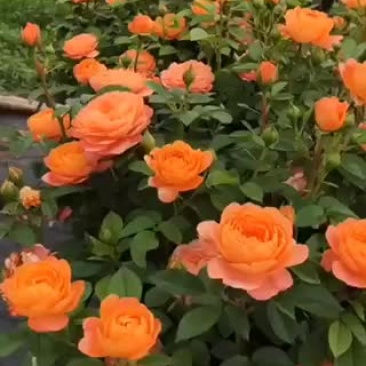 欧月棒棒糖，(小月季树)