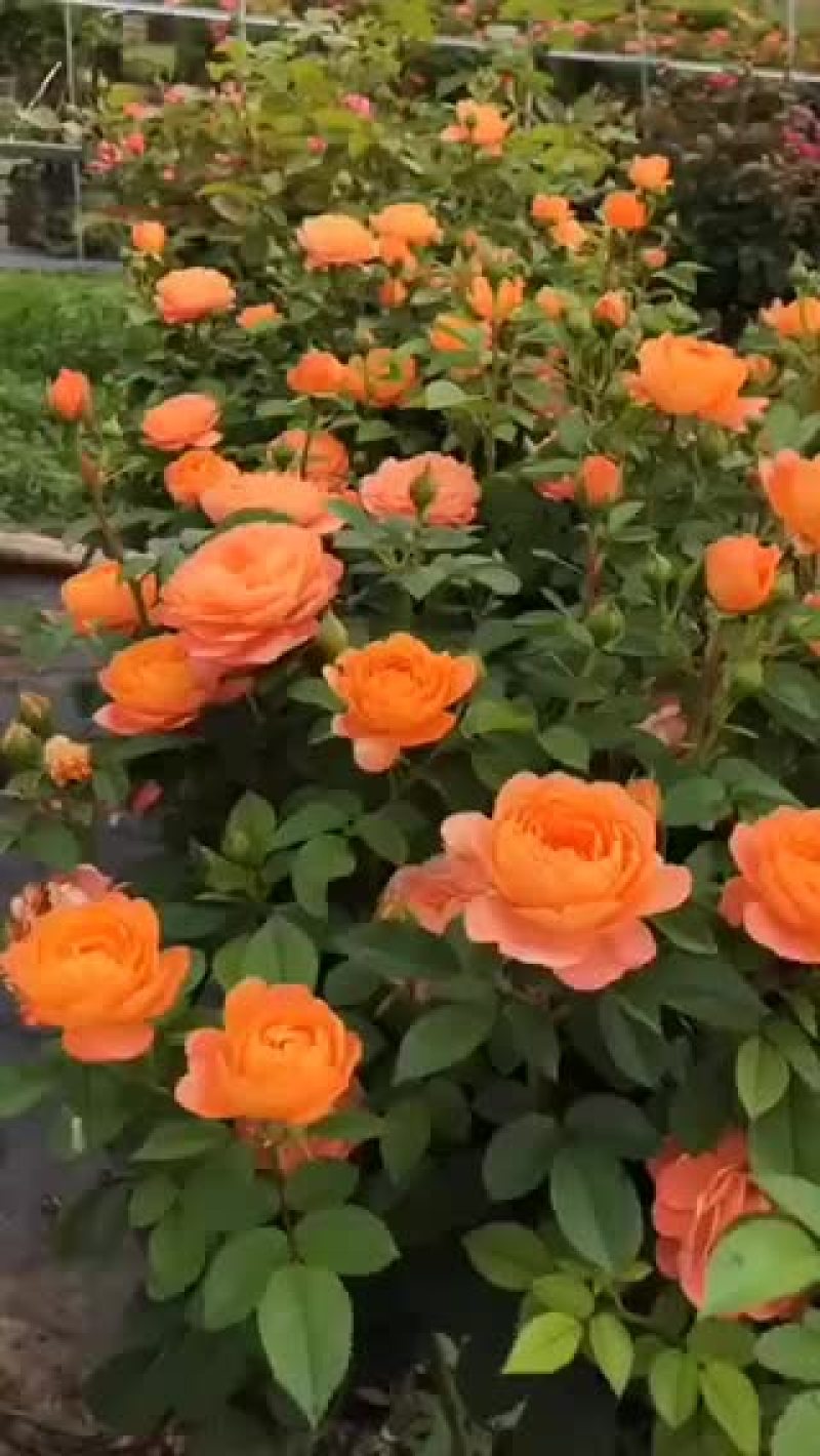 欧月棒棒糖，(小月季树)
