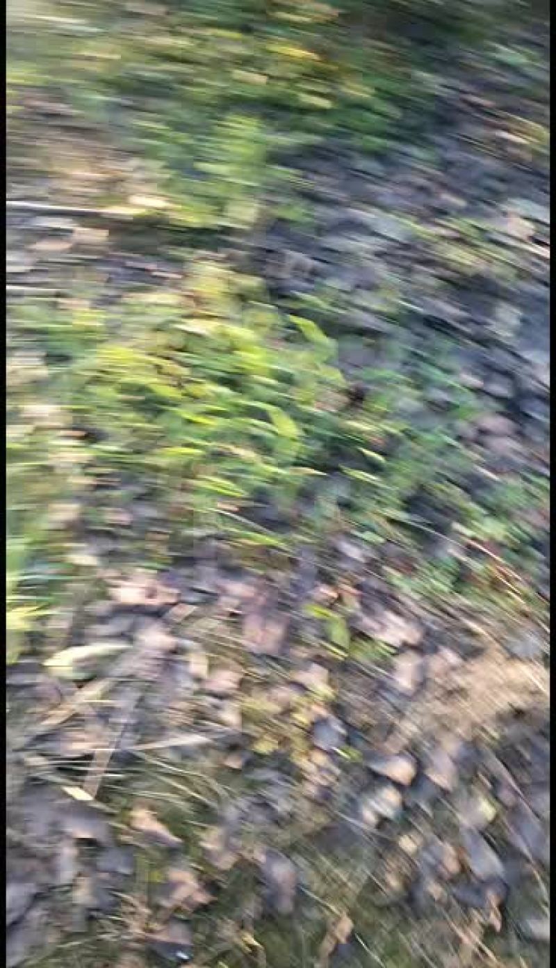 盆栽脆皮金桔树，全挂果