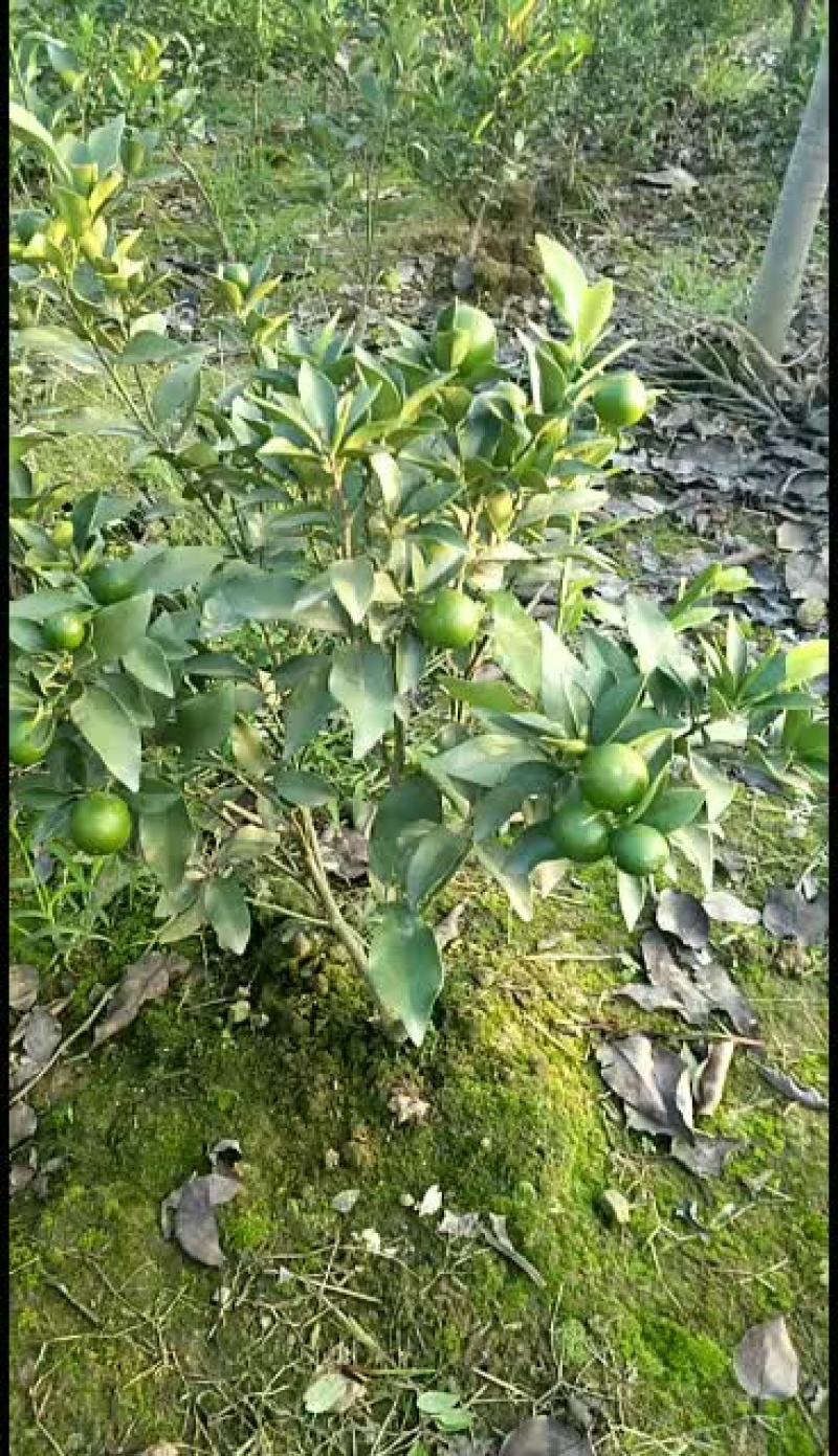 盆栽脆皮金桔树，全挂果