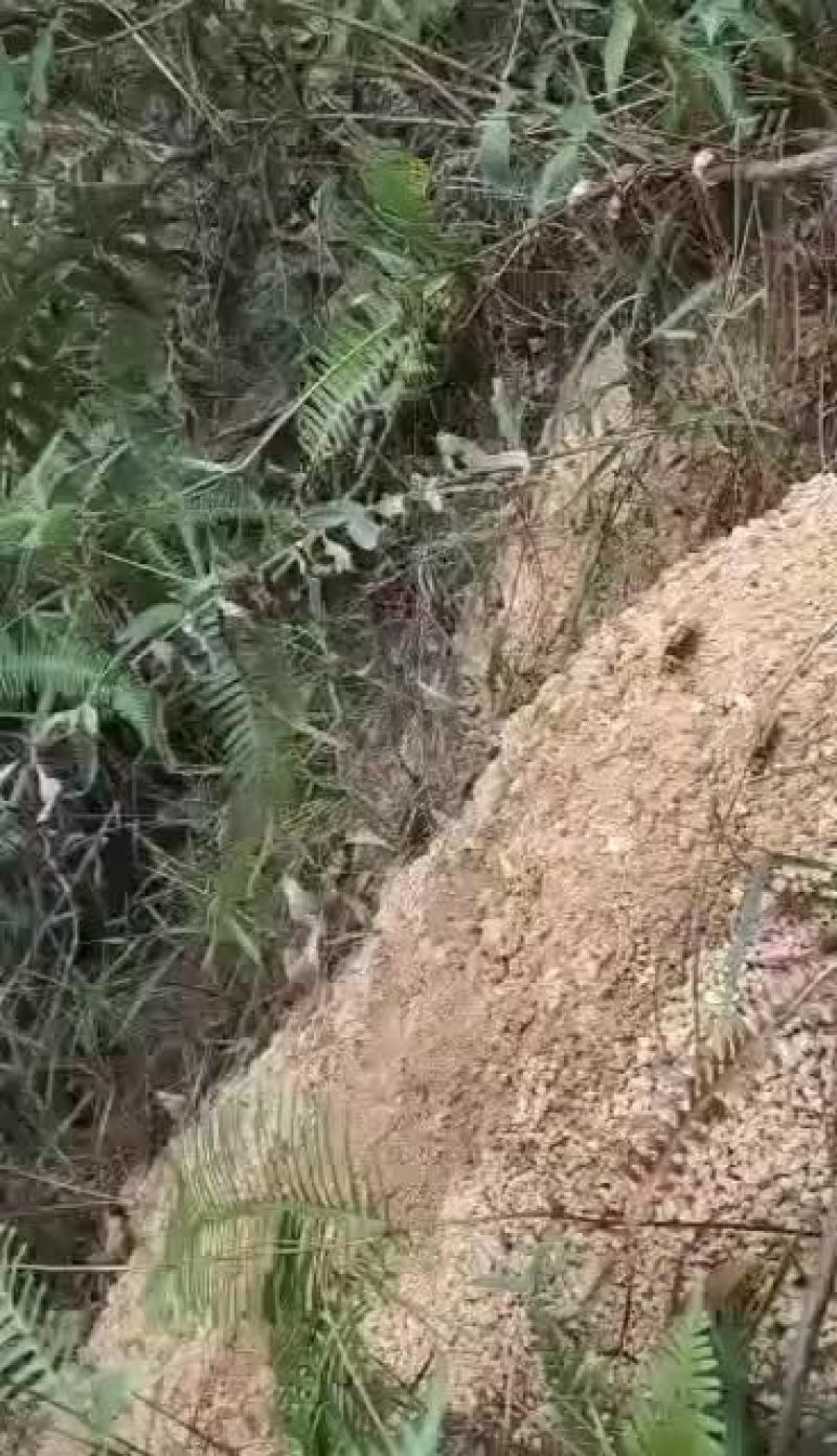 野蜂!地老虎入地老虎头