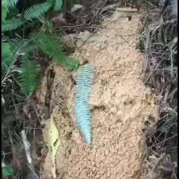 野蜂!地老虎入地老虎头