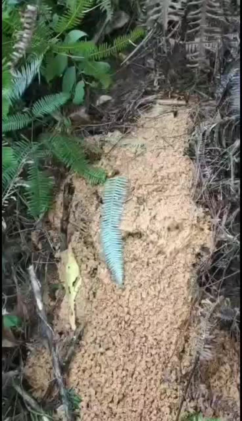 野蜂!地老虎入地老虎头