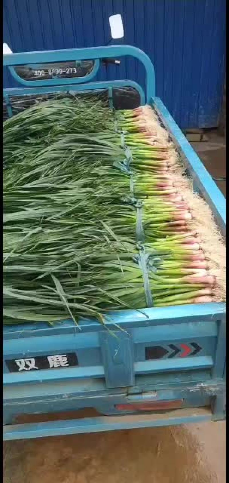 红根蒜苗红根蒜苗量大