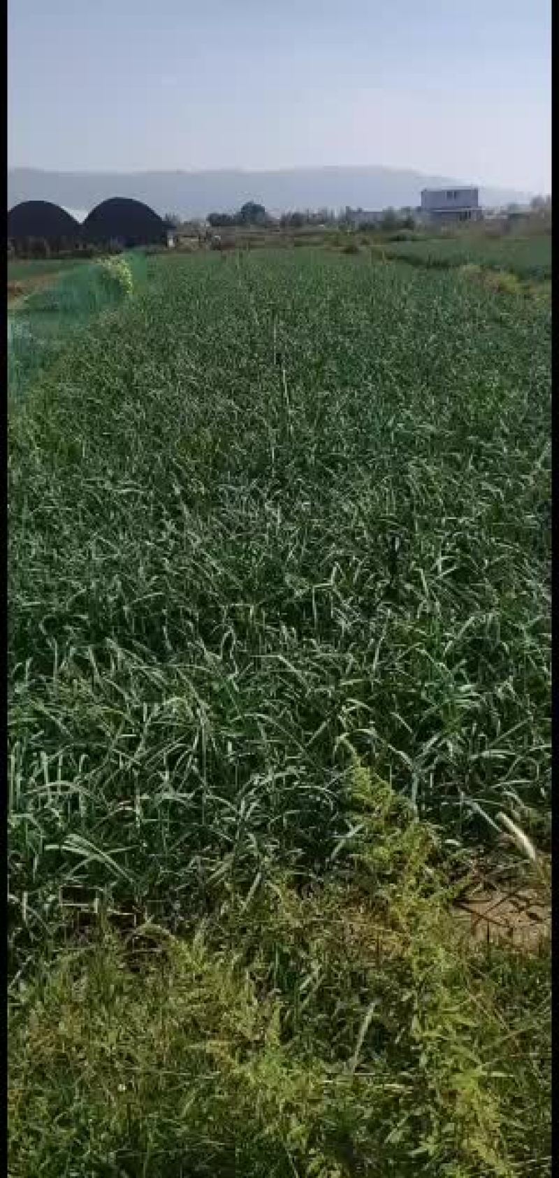 红根蒜苗红根蒜苗量大