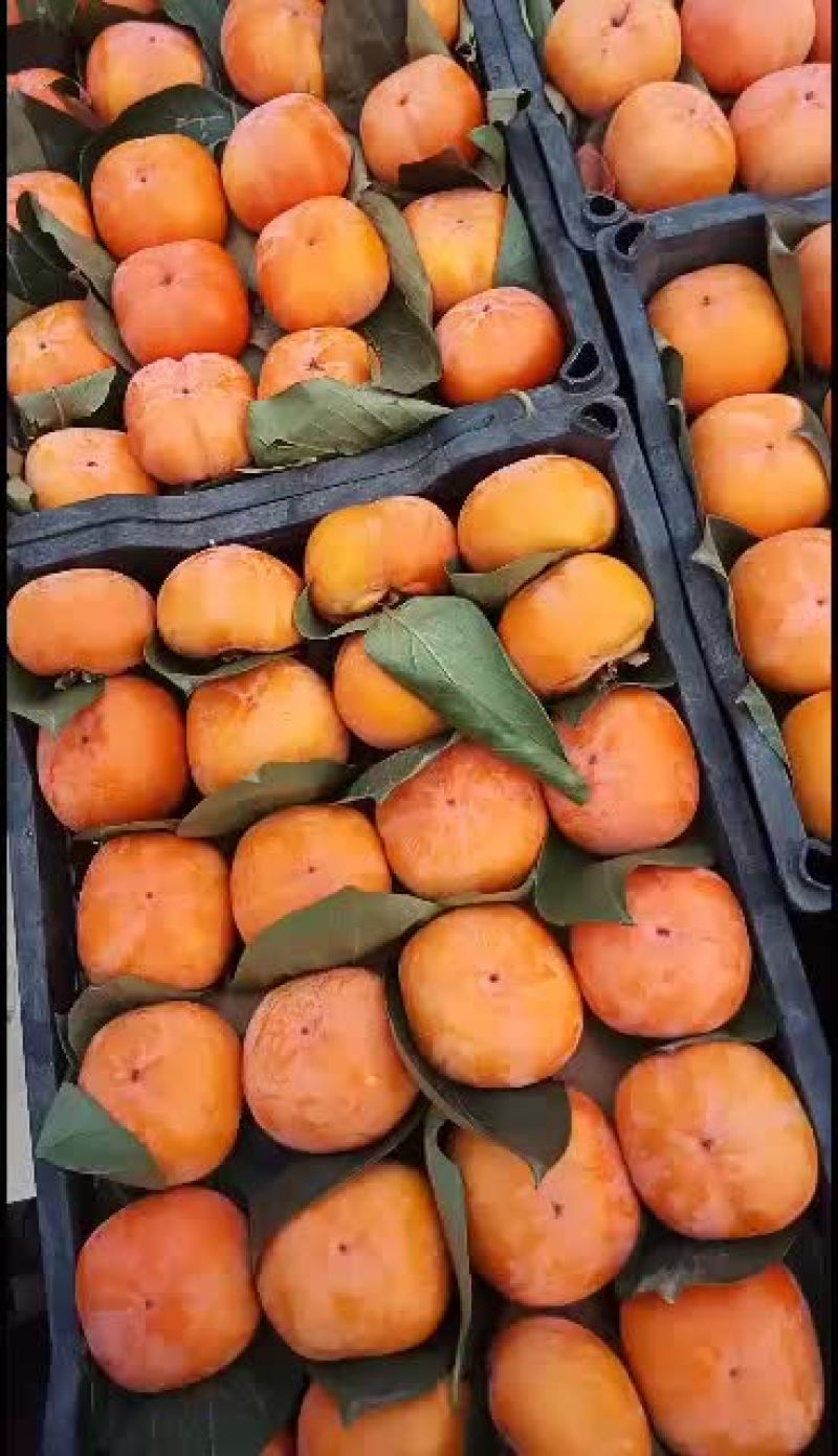欢迎老板们前来收购柿子