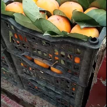 欢迎老板们前来收购柿子