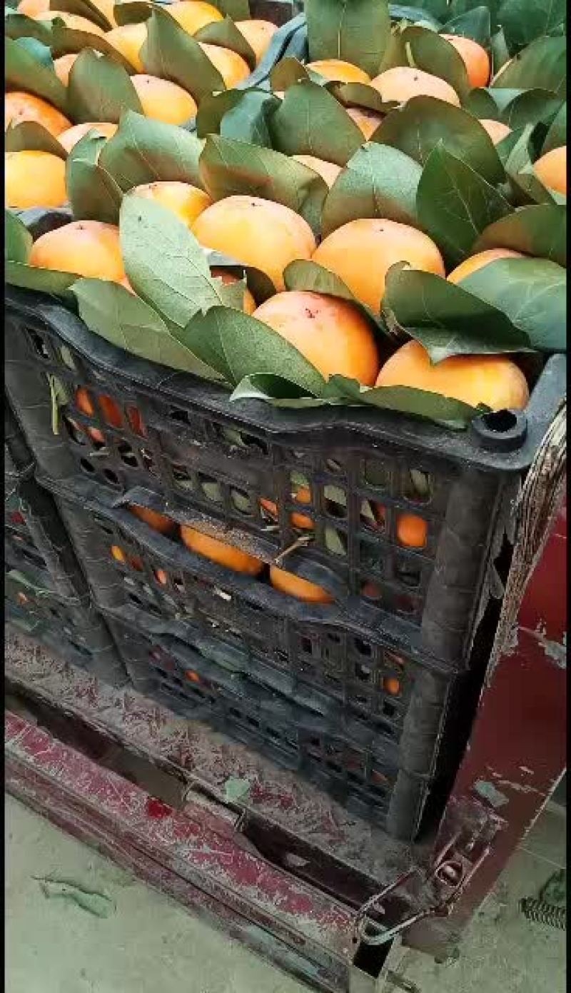 欢迎老板们前来收购柿子