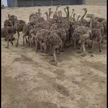 好养的鸵鸟苗吃草长肉