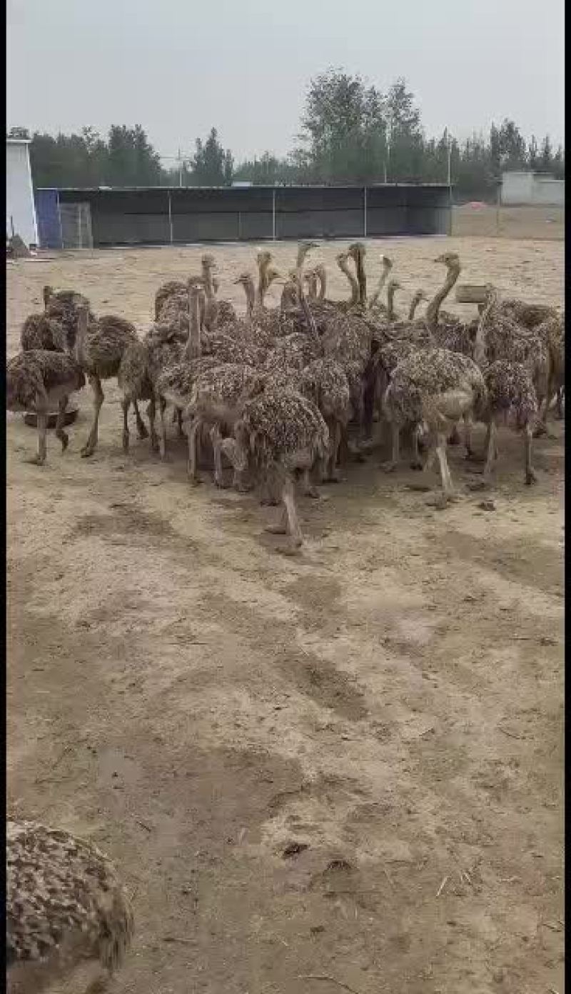 好养的鸵鸟苗吃草长肉