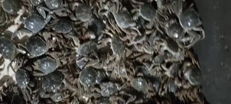 满仔满黄山东河蟹大量供应